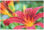 (image for) Red Lily